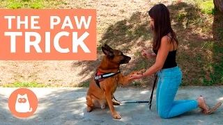 How to TEACH your dog THE PAW TRICK