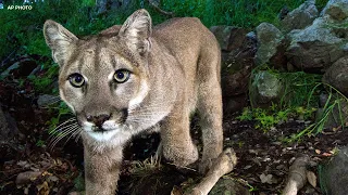 Mountain lion attack leaves man dead and injures his brother in NorCal