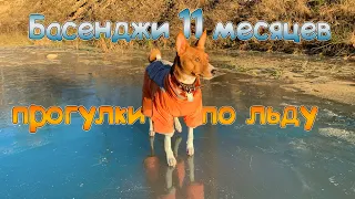 Басенджи 11 месяцев или собака на льду | Basenji 11 months old