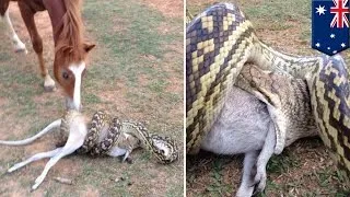 Python snake attack: Horse watches large python swallowing wallaby in Australia - TomoNews