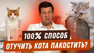 КАК ОТУЧИТЬ КОТА ПАКОСТИТЬ ДОМА? | КОРОТКО О ВАЖНОМ