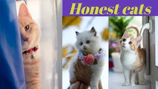 OMG So Cute Cats. Best Funny Cat Videos 2021,Baby Cats - Cute and Funny Baby Cat Videos Compilation!