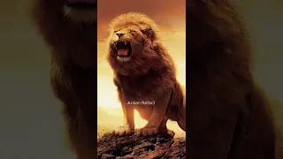 Tiger Vs All Animal Lion Vs All Animal Fight Black Panther #shorts #viral #trending #lion #tiger