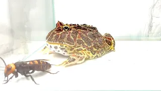 ПРЕДУПРЕЖДЕНИЕ ЖИВОЕ КОРМЛЕНИЕ Лягушка ест азиатского гигантского шершня frog eats giant hornet