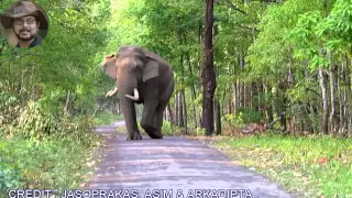 Spade #Elephant's# Cat Walk In #Dooars# #Forest# Road.