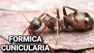 Обзор муравьёв Formica cunicularia. #МуравьиЯрославль