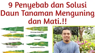 9 Penyebab Daun Menguning (Mati) pada Tanaman dan Solusinya.. TIPS Lengkap Merawat Tanaman.. !!