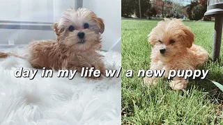 a day in my life with a new *maltipoo* puppy