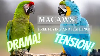 THE MOST AMAZING FREE FLYING MACAWS IN THE UK | DRAMATIC MACAW FOOTAGE | SHELBY THE MACAW