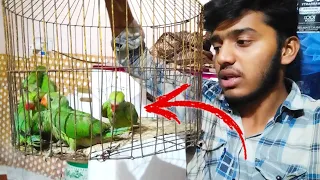 तोते के बच्चो को क्या खिलाएं, और कितने Time दे | Parrot ke baby ko kya khilaye