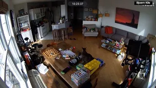 Cat gets spooked by earthquake in New Jersey