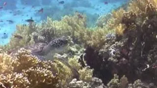 The best of Underwater Sharm El Sheikh Part II
