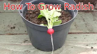 How To Grow Radish On a Windowsill (With Time lapse)