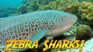 Zebra Sharks of Oman | JONATHAN BIRD'S BLUE WORLD