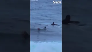 Massive shark chases surfers as they swim for their lives #Shorts 🦈 🏊‍♂️