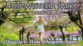Must visit WISTERIA PARK and UKAIDANI ONSEN in Fujino Wake Okayama| JAPAN VLOG EP.3
