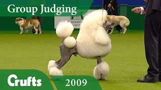Standard Poodle wins Utility Group Judging at Crufts 2009 | Crufts Dog Show