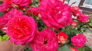 Роза Мидсаммер🌹🌹💥💥🍃🎉
        Rosa Midsummer