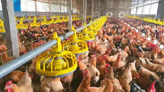 CHICKEN FARM | Intelligent Chicken Feeding System Reduces Labor Of Farmer