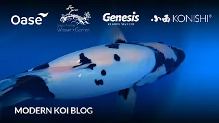 Modern Koi Blog #6309 - Live aus Japan: Die genialen Nisai aus Tateishi