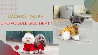 Nhân Giống Chó Poodle || Cách để tạo ra những bé cún POODLE đẹp !