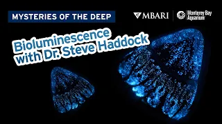 Mysteries of the Deep with MBARI's Dr. Steve Haddock — Bioluminescence!