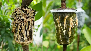 How to grow lychee and guava trees, great way to propagate litchi and guava trees by air layering!