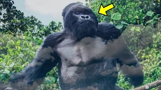 Gorilla Grabbed a Woman In The Jungle. What It Did Next Shocked The Whole World!
