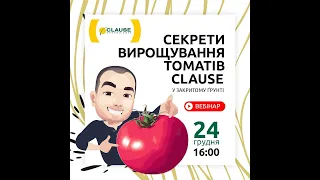 Секрети вирощування томатів #Clause у закритому ґрунті