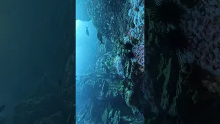 Big School of Jacks at Dirty Rock in the Cocos Islands by David Hobbs / Adventure Diver