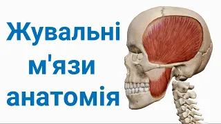 Жувальні м'язи анатомія