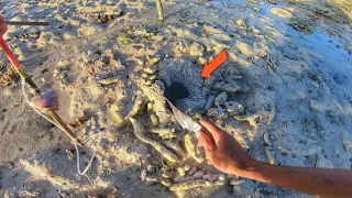 Catching Mantis Shrimp using simple bamboo traps in the tropical islands of Indonesia