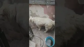 Cane da Montagna dei Pirenei femmine per accoppiamento