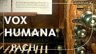 Vox humana - the human voice in the organ | Netherlands Bach Society