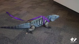 Zoo Insider - Exploring With Monster, the Grand Cayman Iguana