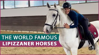 Riding the Lipizzaner Horse at the Lipica Stud Farm