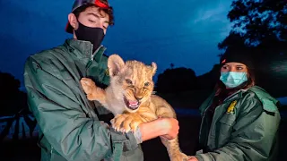 ADOPTANDO UN LEÓN DURANTE UN DÍA...