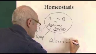 Homeostasis - What is it?