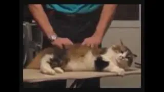 Funny Cat Compilation | September 2013 | PART 9