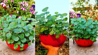 How to grow & care for plants with unique leaves/ Pennywort plants propagation