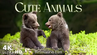 Cute Moments of Baby Animals  With Relaxing Nature Sounds, Soothing Music - 4K UHD Real