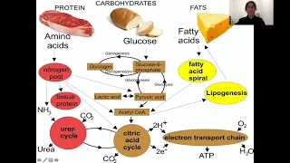 Exercise Physiology Lecture