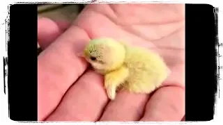 Милые Детеныши Животных | Cute Baby Animals #619