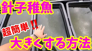 超簡単‼️メダカ針子稚魚を大きくする方法と秘密。プランターはサイズアップが早い【大きな容器で飼育管理】飛びこに要注意です。安らぎAQUAちゃんねる