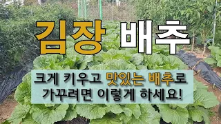 김장배추 크게 키우고 맛있는 배추로 가꾸려면 이렇게 하세요! #주말농장 #김장배추 잘 가꾸는 방법.