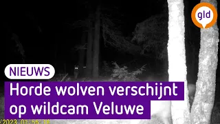 Bijzondere beelden vanaf de Noord-Veluwe, horde wolven op wildcam