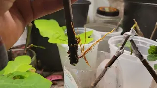 How to transfer rooted cuttings from water to soil!