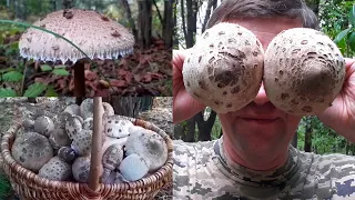 MUSHROOM UMBRELLA - BEWARE OF POISONOUS TWINS! How to tell?