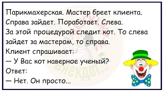 🤡Две Блондинки Пришли В Зоопарк...Большой Сборник Весёлых Анекдотов,Для Супер Настроения!