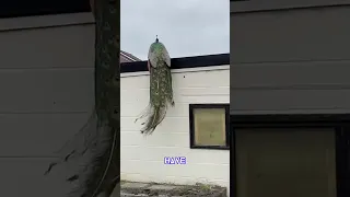 Kevin the peacock has been 'TERRORISING' this town🤣